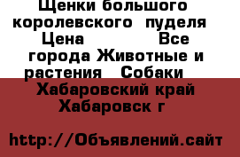 Щенки большого (королевского) пуделя › Цена ­ 25 000 - Все города Животные и растения » Собаки   . Хабаровский край,Хабаровск г.